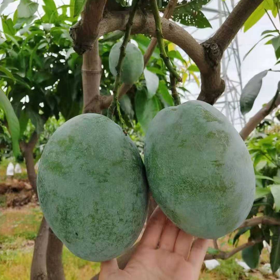 Authentic Panzhihua Kate Mango, Fresh Seasonal Tropical Fruit, Wholesale Single Fruit, Large 2kg Large-Faced Mango, One-Piece Dropshipping