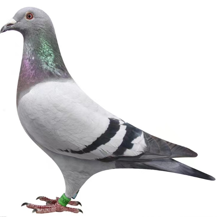 Pair of Live Ornamental Pigeons, Racing Pigeons, Young Pigeons, Live Original Breeding Pigeons, Bloodline