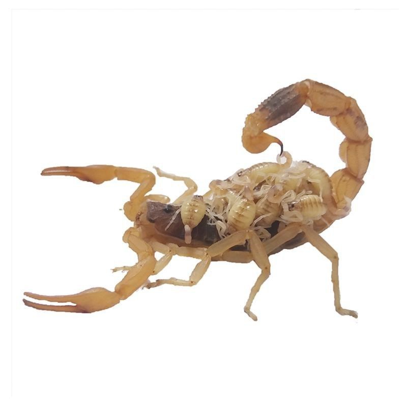Live Scorpion, Male Scorpion, Scorpion, Live Scorpion, Full Scorpion Species, Scorpion Soaked in Wine, Guangshan County, Xin County,