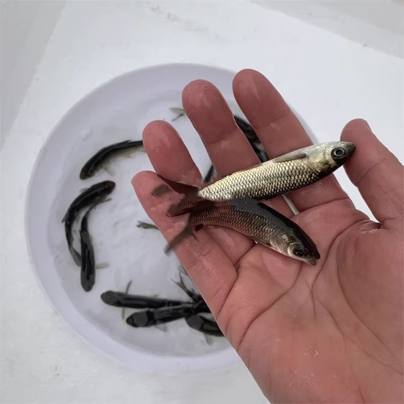 Grass Carp Fry, Freshwater Live Fry, Easy to Breed, Edible Live Animals, Cold Water Ornamental Fish, Extra Large Whole Grass Carp Live Fry