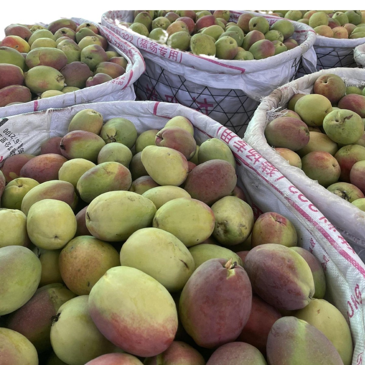 Fresh Sour Papaya from Dali, Yunnan, Free Shipping, Fresh Sour Fruit from Lincang, Wild Green Papaya Soaked in Wine for Pregnant Women, Sour and Crispy