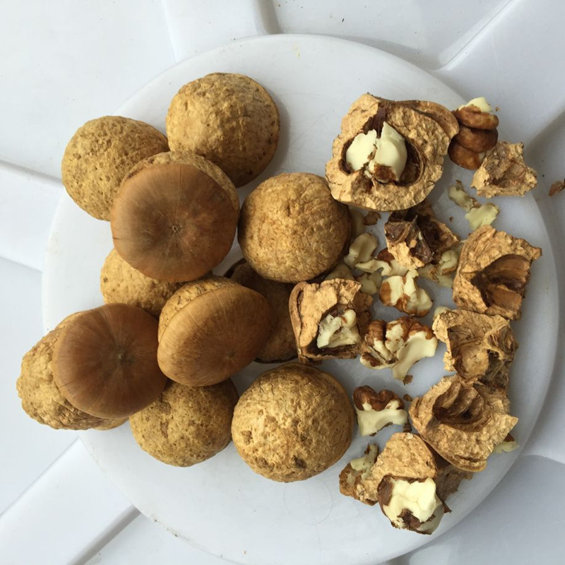 Freshly Picked Wild Guava Fruit from Guangxi, Guava Fruit with Thick Scales, 500g for Soaking in Wine