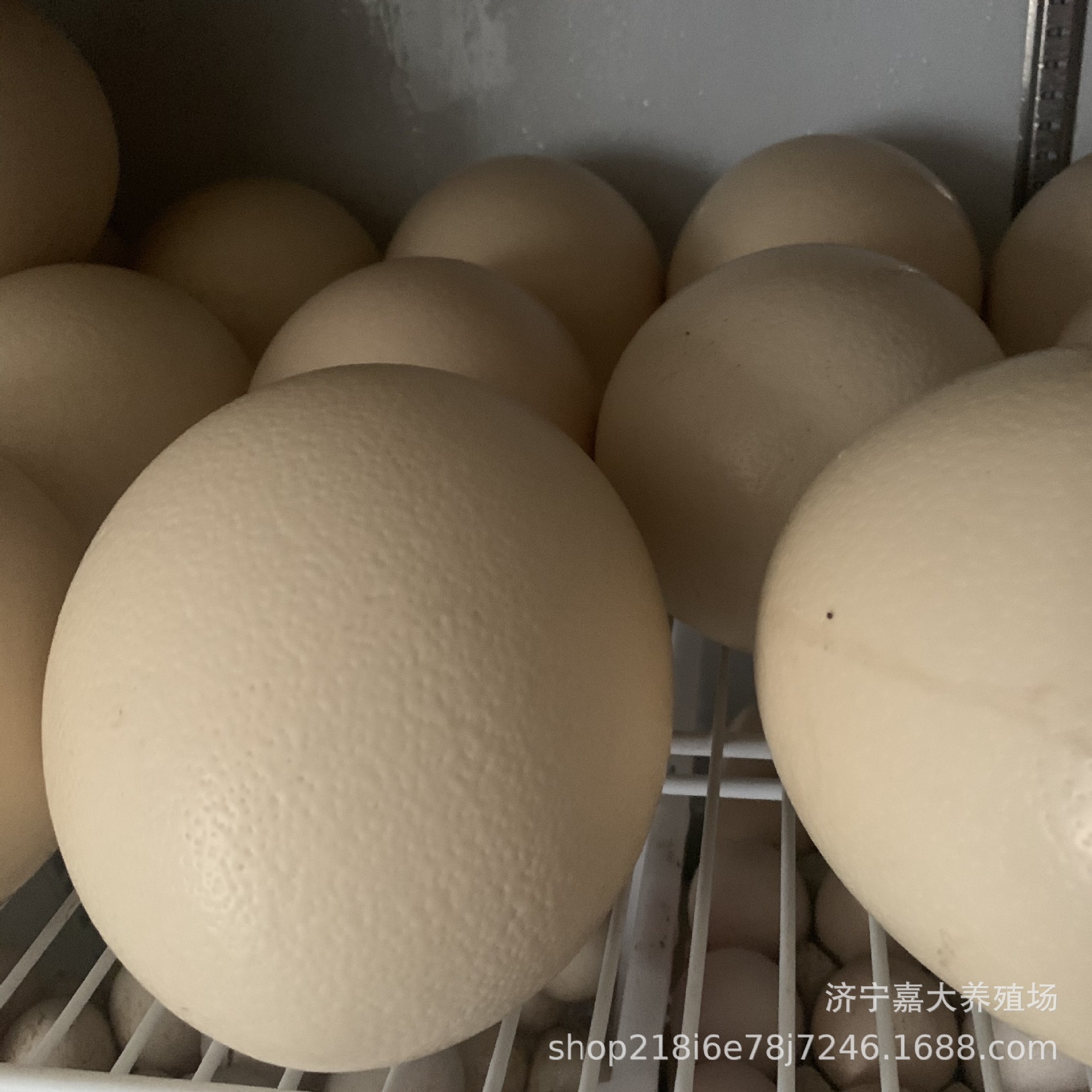 Supply of Fresh Edible Ostrich Eggs, Edible Ostrich Eggs, Holiday Ostrich Egg Gift Box, Ostrich Breeding
