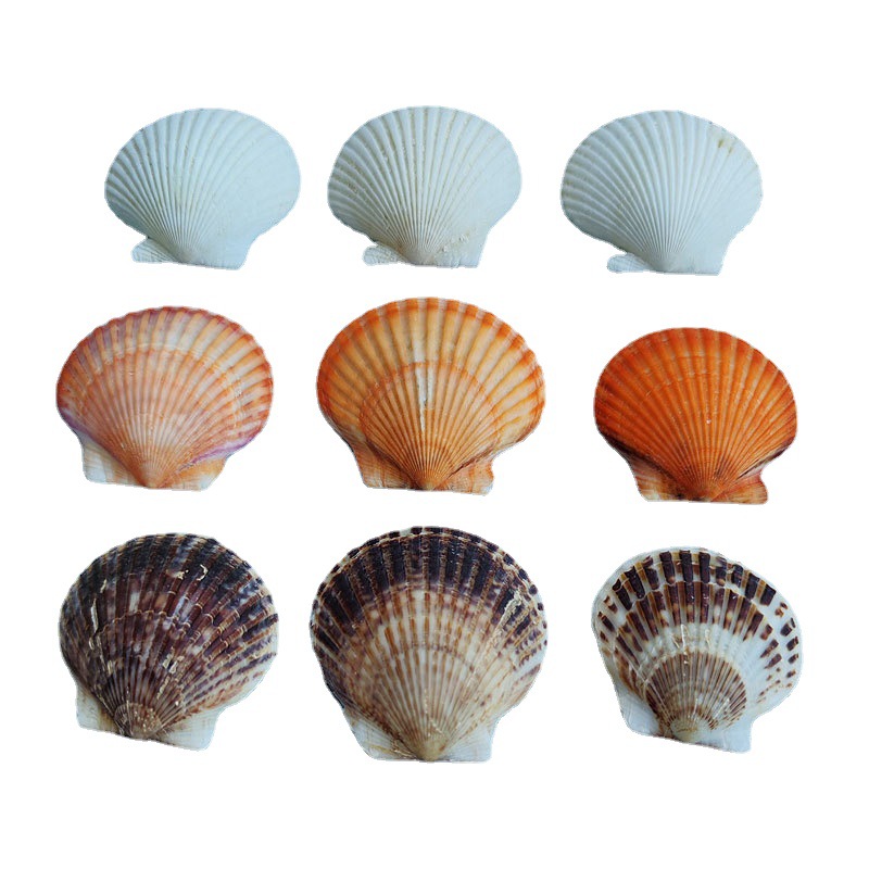 White scallop natural shell conch big gray scallop Wall diy painting fish tank landscaping Hawaiian shellfish wholesale 5cm