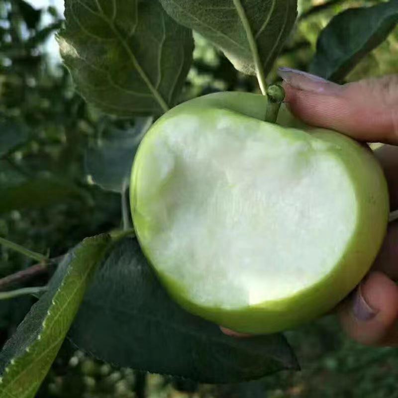 Shanxi Shaanxi Seasonal Fresh Green Apple Fruit 3/5/ 4.5kg Seasonal Sweet and Sour Fuji Green Apple Dropshipping