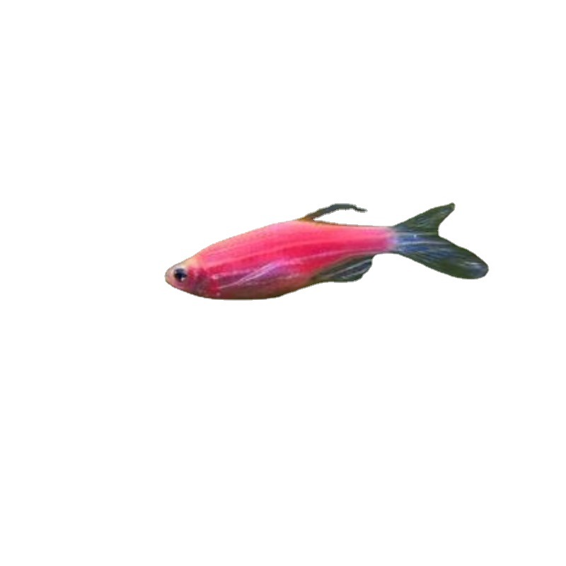 Red zebra fish live tropical fish low temperature resistant small lamp fish group grass tank mixed culture bottled ornamental fish live