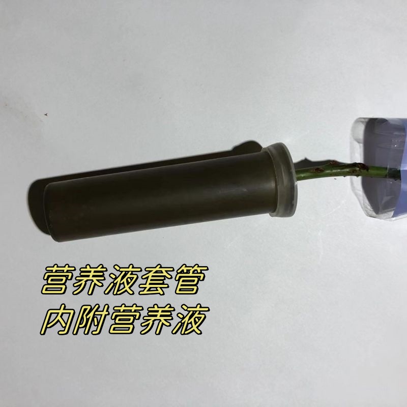 Customized Single Flower Rose, Single Carnation, Mother's Day, Chinese Valentine's Day, Teacher's Day Gift Bouquet, Customized Flowers