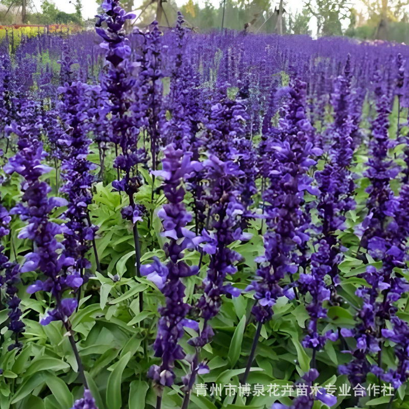 Sage Flower Seedlings, Sage Potted Bag Seedlings, Engineering Seedlings, Flower Bases for National Day and Spring Festival, Production of Grass Flowers