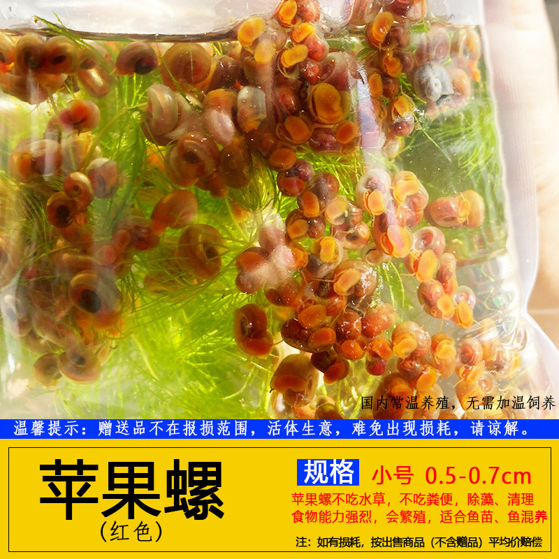 Red Apple Snail Tool Snail Algae Removal Snail Pet Turtle Dog Head Natural Live Bait Aquarium Pet Free Shipping