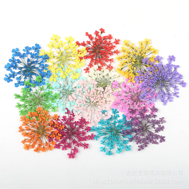 Snow Beads Lace Flower Dried Flower Wholesale Embossing Material diy Real Dried Flower Face Flower Family Manicure Glue Material