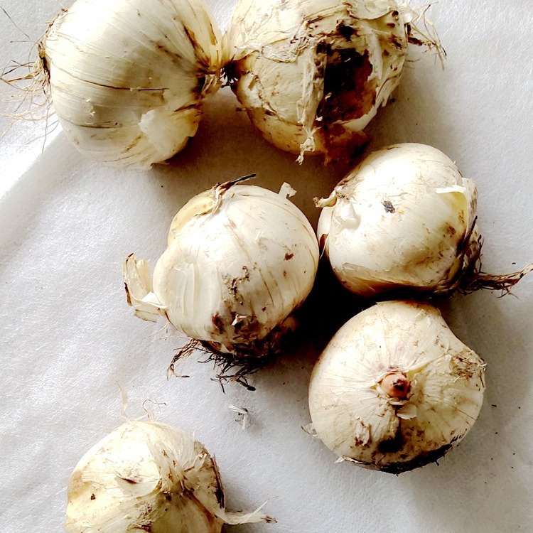 Large Onion Bulbs Potted Florals Ground Flower Bulbs Rhizomes Courtyard Balcony Potted Easy-To-Survive Onion Bulbs