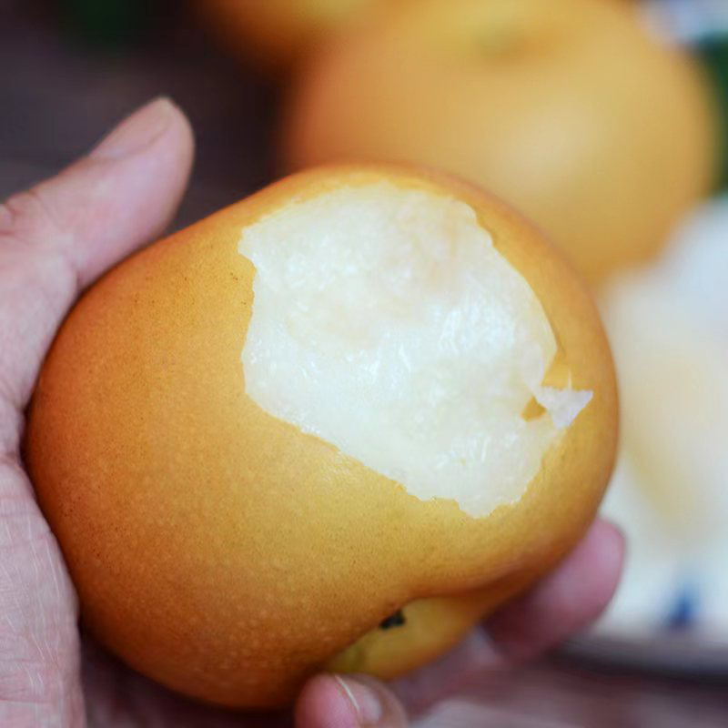 Yantai Qiuyue Pear's Own Orchard Fresh Fruit Picking Fengshui Nanwater Pear Fruit Crisp and Sweet One Piece Wholesale