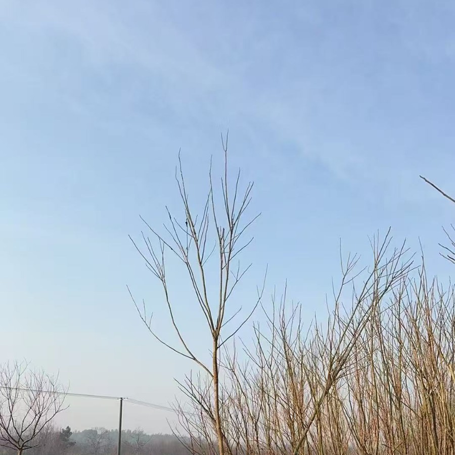 Afforestation Seedlings, Soapberry, Jiangxi Soapberry, Jiujiang Soapberry Seedlings, High-Quality Soapberry