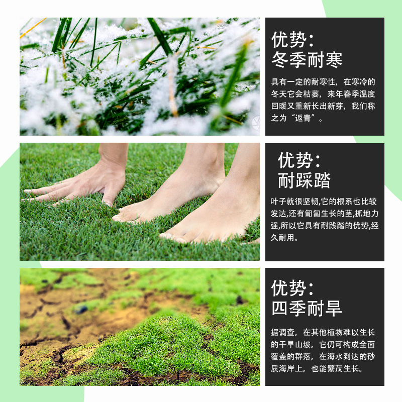 Bentgrass Grass Seeds Taiwan Lawn All Year Round Evergreen Courtyard Engineering Slope Protection Grass Perennial Green Turf Seeds