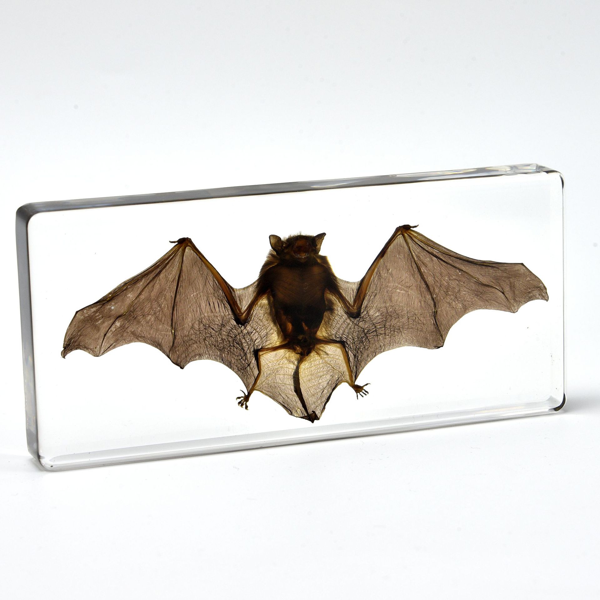 Bat Specimen Teaching Ornaments Hot Cross-border Foreign Trade Book Town Novelty Gifts Resin Crafts Student Teaching Aware