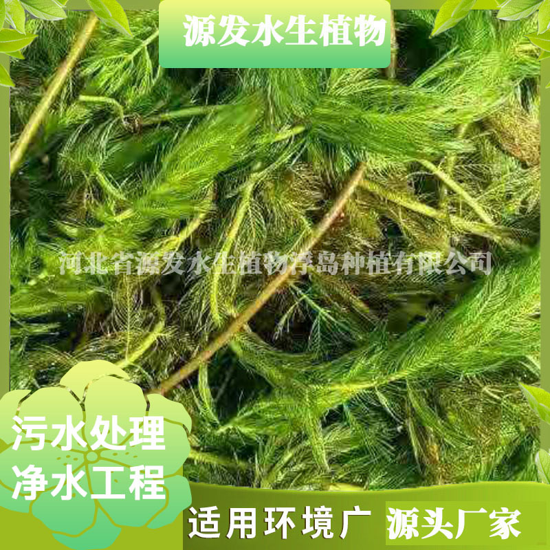 Проекты очистки и восстановления воды с использованием ряски, горькой травы, черных водорослей, камыша и колючих водорослей