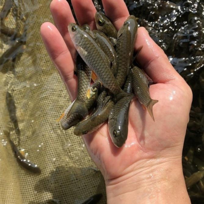 Military Fish Fry, Light Barbed Bar, Light Fish, Freshwater Cultured Edible Ornamental Fish, Huangjuan Fish, Cold Water Fish, Hard Fish, Yellow Fin Military Fish