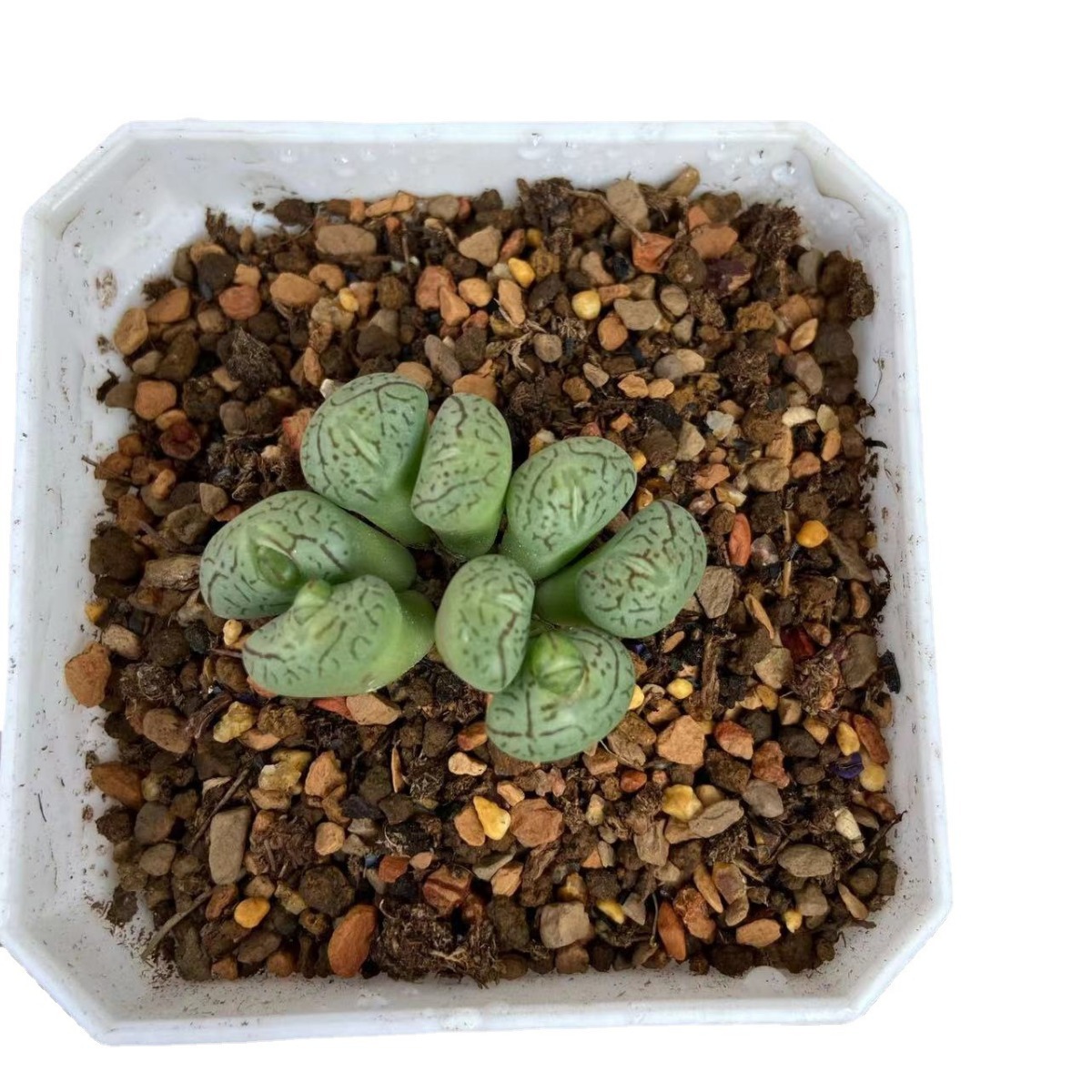 Thickened 7cm Colorful Square Plastic Flower Pot Colorful Succulent Flower Pot 7*7cm Ultra-Small Square Plastic Flower Pot Green Plant