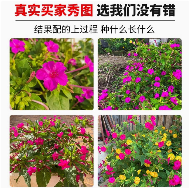 White Jasmine Seeds, Purple Jasmine Seeds, Four-Season Flowering Courtyard Balcony Potted Florals, Colorful Mine Flower Seeds