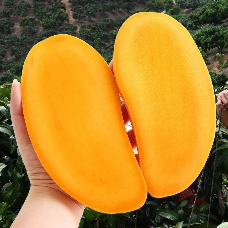 Hainan Jinhuang Mangosteen Narcissus Mango 5kg Pack Whole Box Tropical Fruit Fresh Large Mango Sweetheart Mango Jinxing