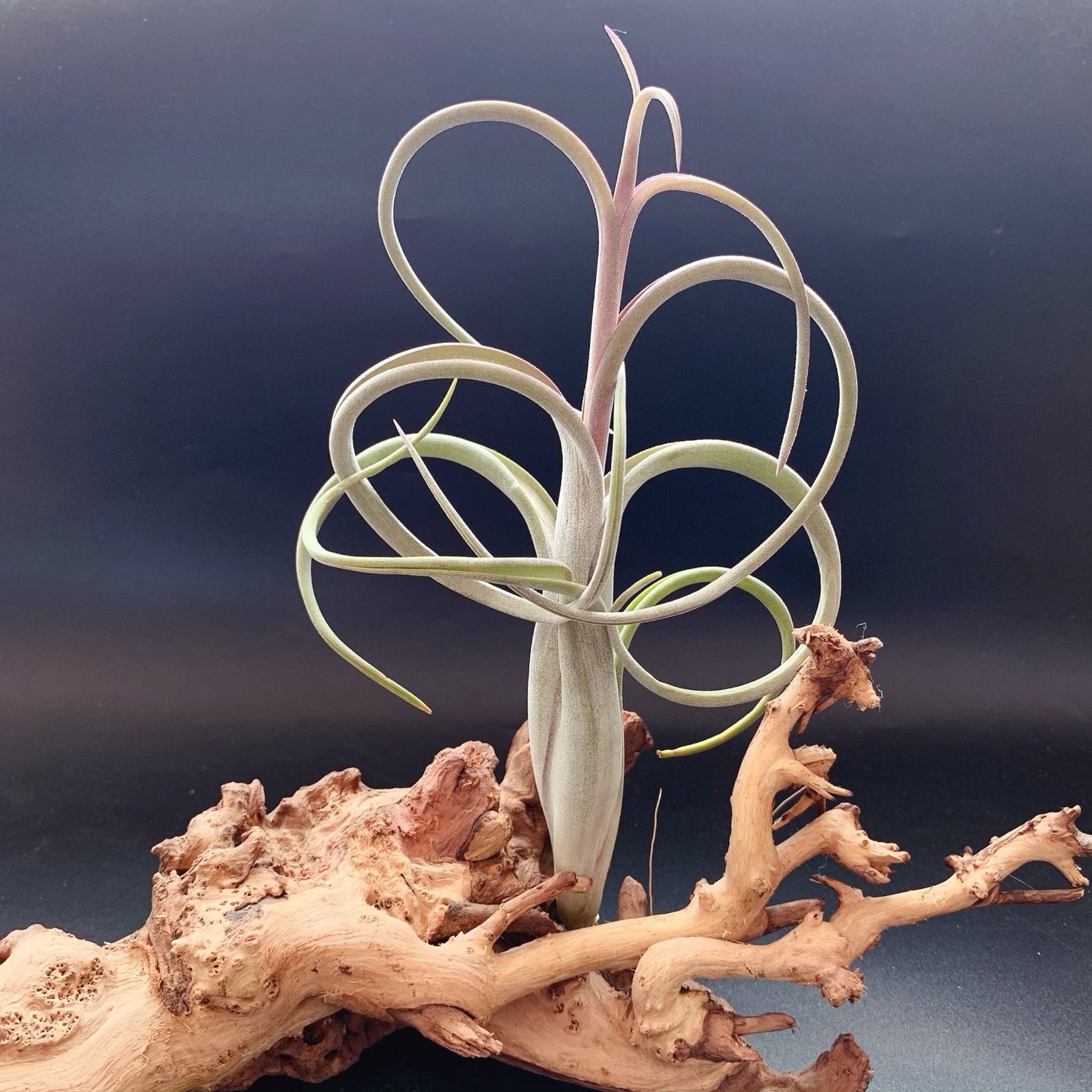 Цветок в цветке T.Intermedia, классический сорт, воздухопроницаемое растение ананаса, безземельное, ленивое зеленое растение, оптовая продажа