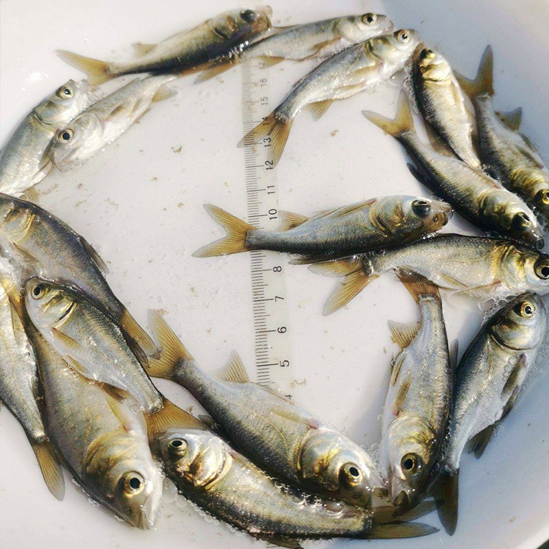 White Silver Carp Fry Jumping Silver Carp and Bighead Carp Water Silver Carp White Lotus Fish Ornamental Fish Fry Live Small Fry Freshwater Edible Cultured Cold Water