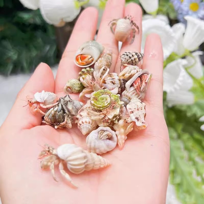 Hermit Crab Novice Package Breeding Box ~ Breeding Supplies, Crab Set, Desktop Pet, Kidsren's Gift