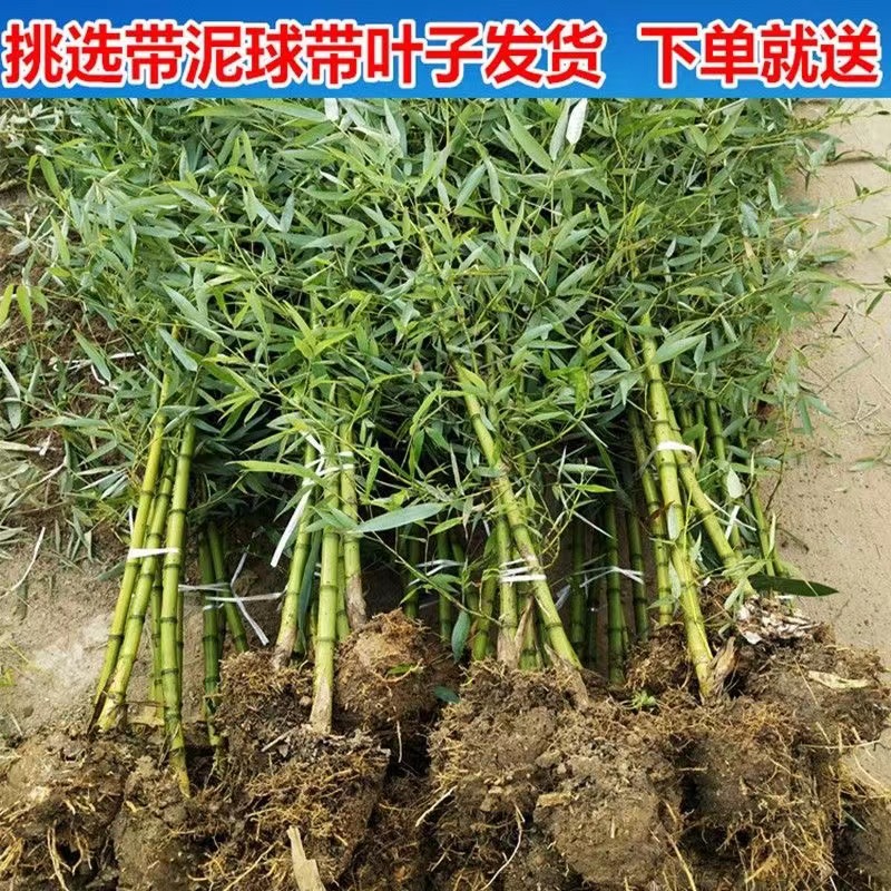 Саженцы бамбука, садовые растения, фиолетовый бамбук, золотой инкрустированный нефрит, бамбук Лохан, морозостойкие с севера, вечнозеленые, крупные саженцы для наземной посадки