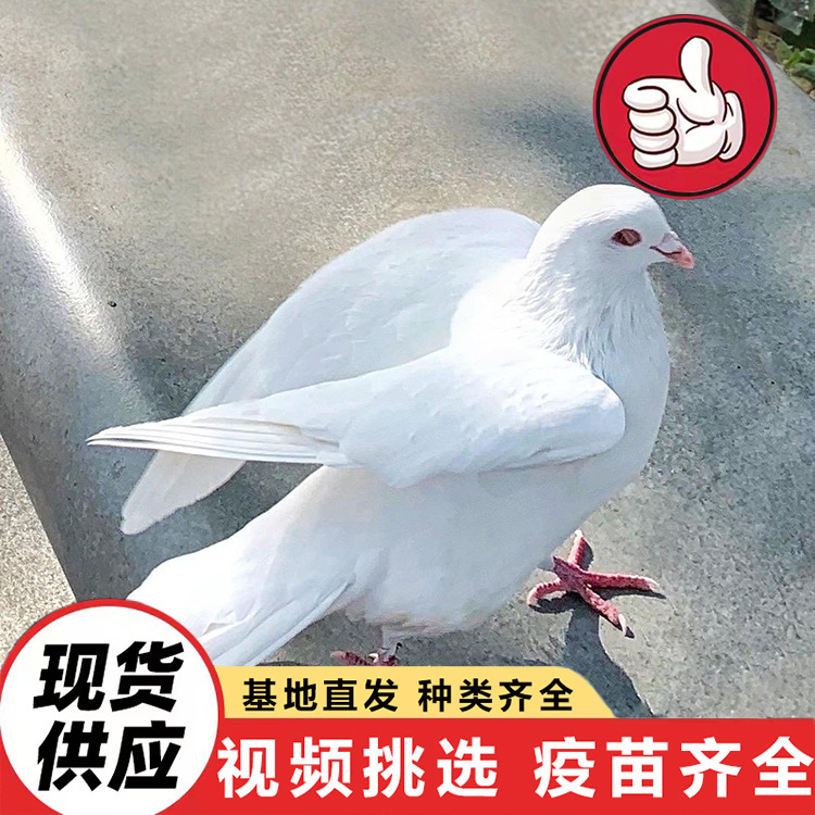 Голуби королевской породы для кормления в живописных местах, живые птенцы для живописных мест