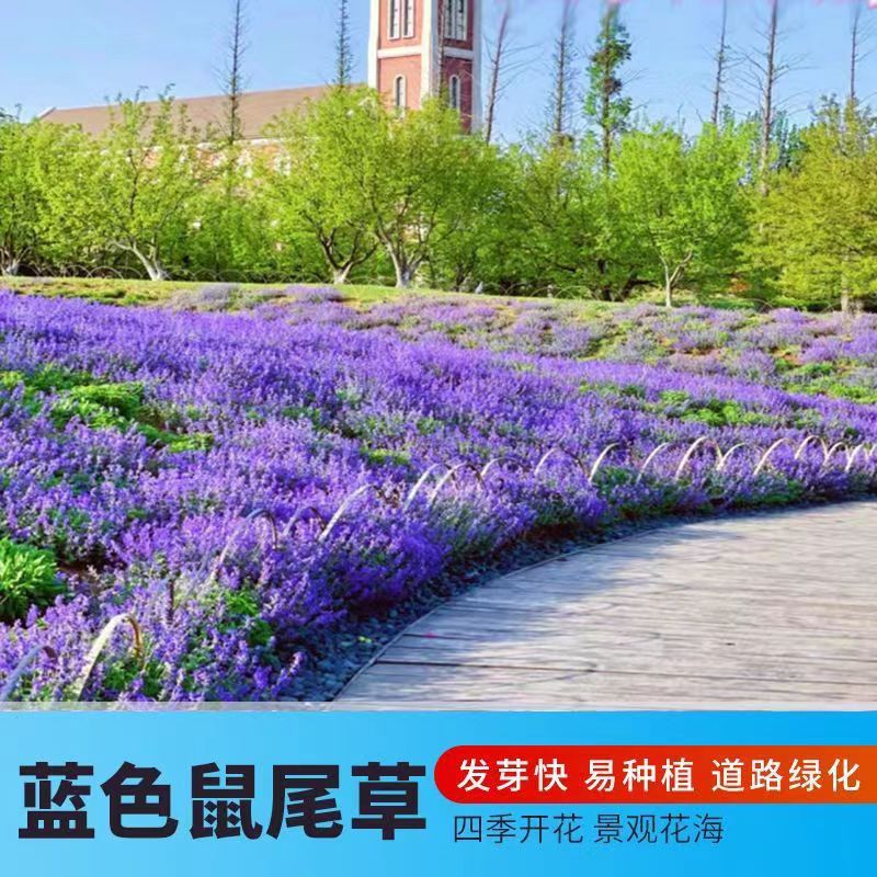 Blue Sage Seeds, Garden Shade-Tolerant Plant Flower Seeds, Sowing and Blooming in All Seasons, a Bunch of Blue Flower Seeds