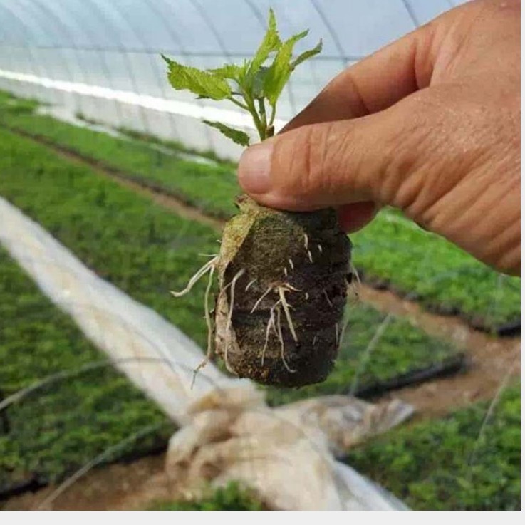 Direct selling 3cm-5cm seedling block nutrition block compression soil domestic Jiefei matrix block sowing seedling vegetables and fruits