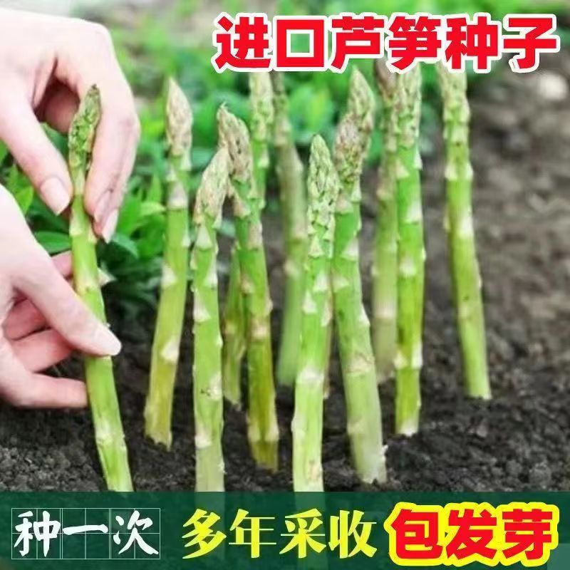 Factory Direct Sales of Four-Season Planting Perennial Asparagus Seeds, Fresh and Tender Potted Green Asparagus Seeds, Vegetable Seeds