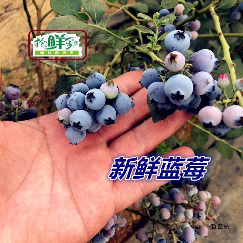 Fresh Blueberries, First Crop of Seasonal Fresh Fruits, 1 Serving, 1 Small Box, 5 Pieces in Jiangsu, Zhejiang, Shanghai and Anhui, Free Shipping