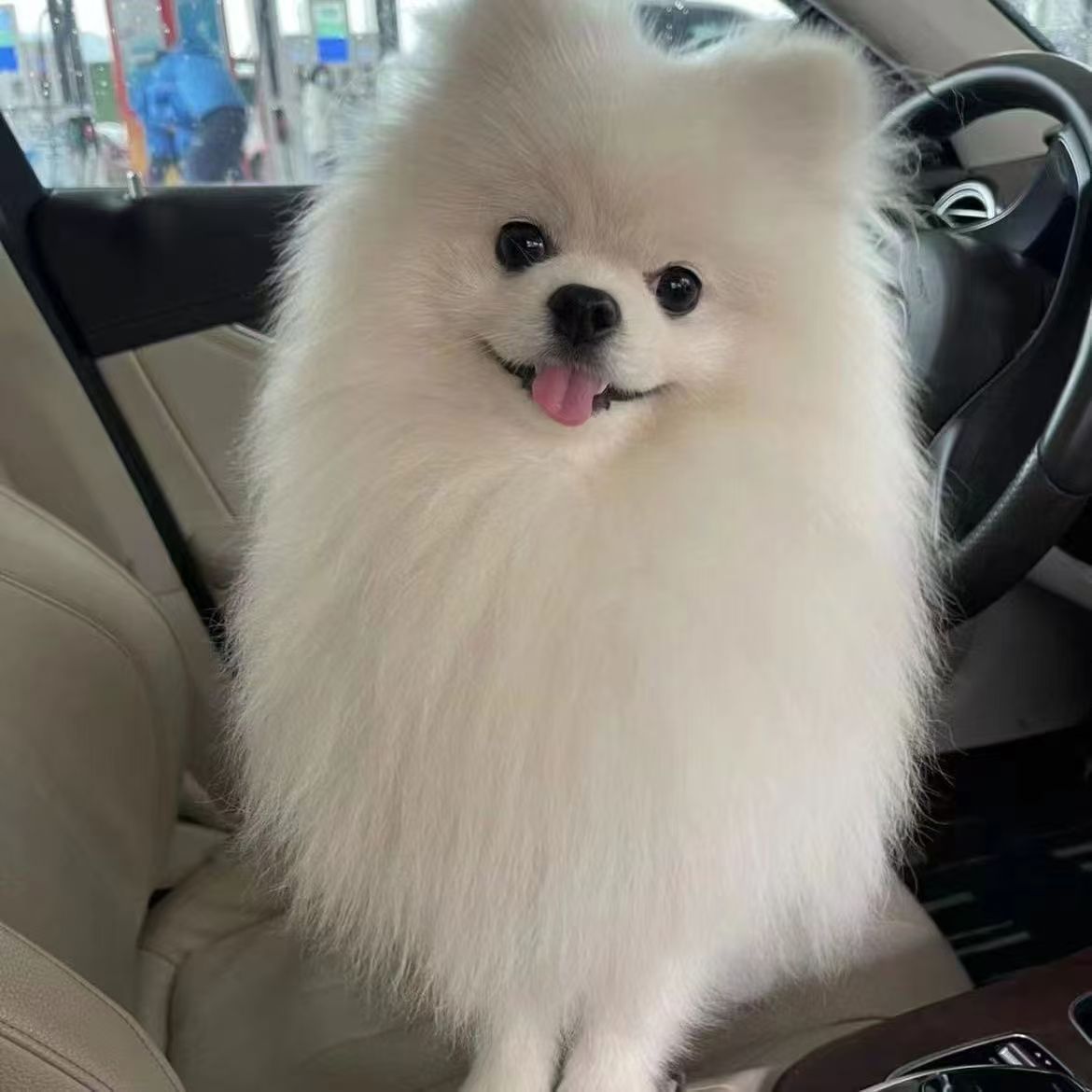 Чистокровный щенок померанца, живая собака, мини-собака, компаньон
