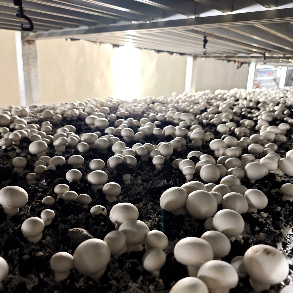 The Own Base of the Double-Spored Mushroom Planting Strains Is Also Using High-Quality Edible Mushroom Strains