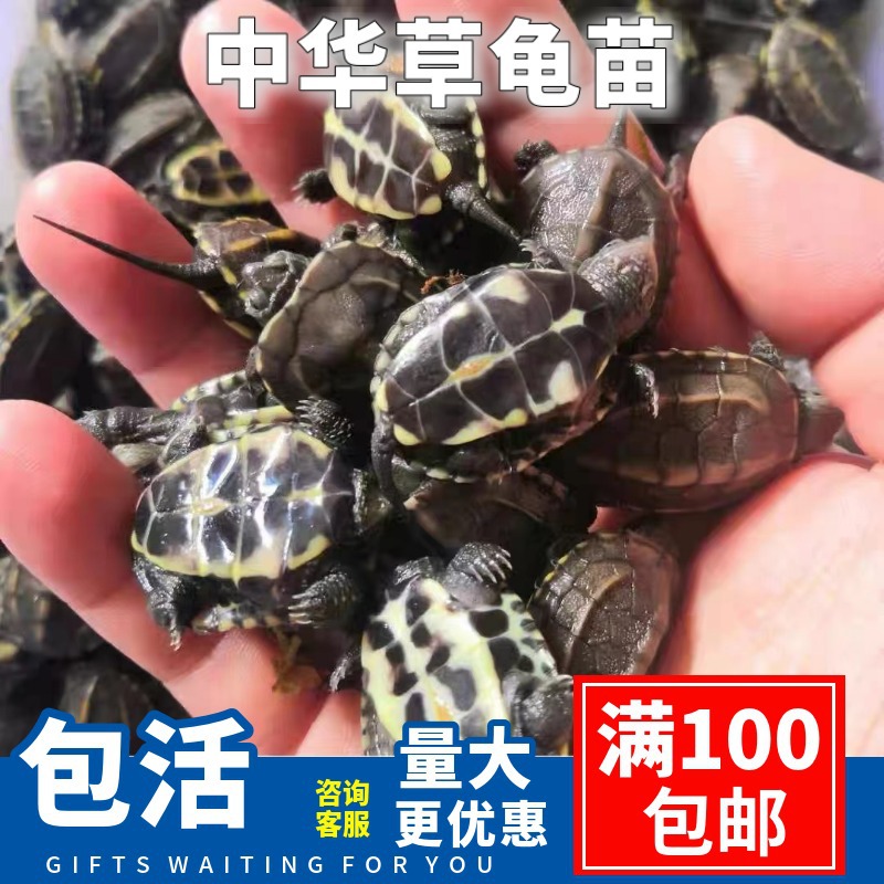 Рассада китайских черепах, живые домашние черепахи, живые объекты, рассада черепахи с золотой линией, декоративные маленькие черепахи, оптовая продажа