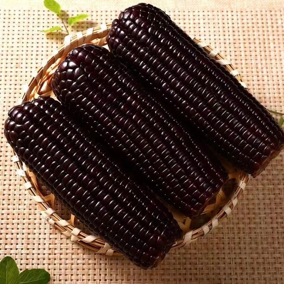 New Arrival Nuoxixi Black Glutinous Corn Sweet Sticky Corn Vacuum Packaging