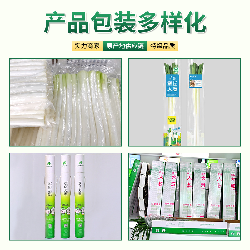 Shandong Zhangqiu Authentic Welsh Onion Postage High White Crisp Sweet Factory Four Seasons Fresh Onions Now Dig Long White Strip Zhangqiu Welsh Onions
