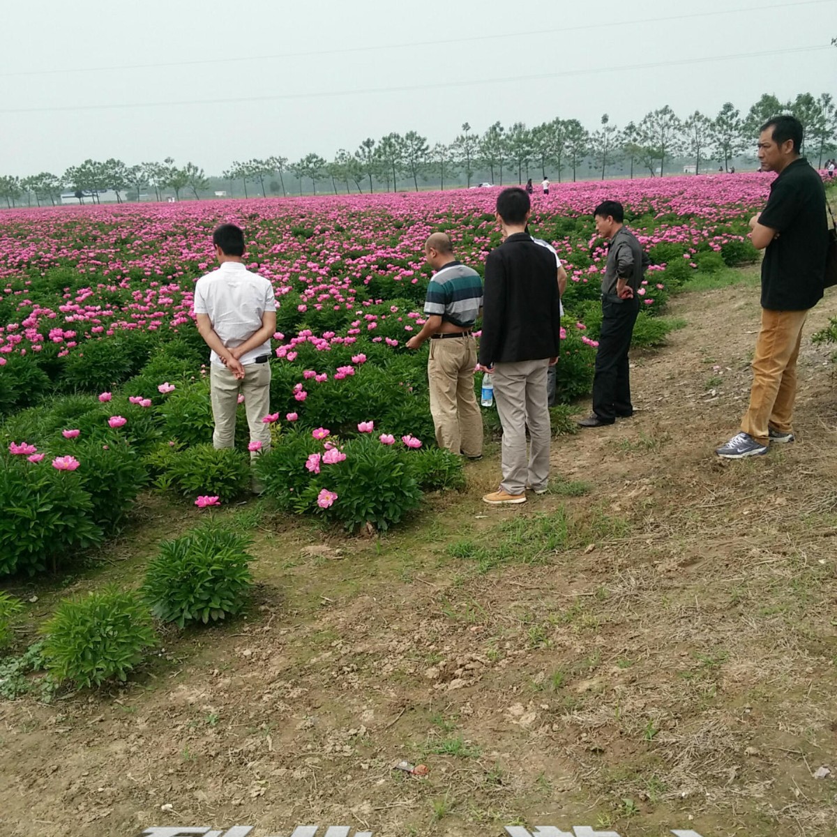 (Factory supply) wholesale white peony seedlings white peony seedlings price medicinal white medicine seedlings