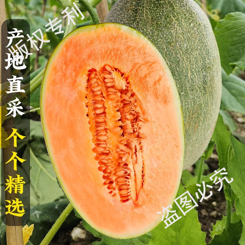 Authentic Hainan Cantaloupe 4.5kg Seasonal Fresh Fruit Sweet Whole Box Free Shipping Freshly Picked Net Pattern Melon Lao Han Xizhou Honey