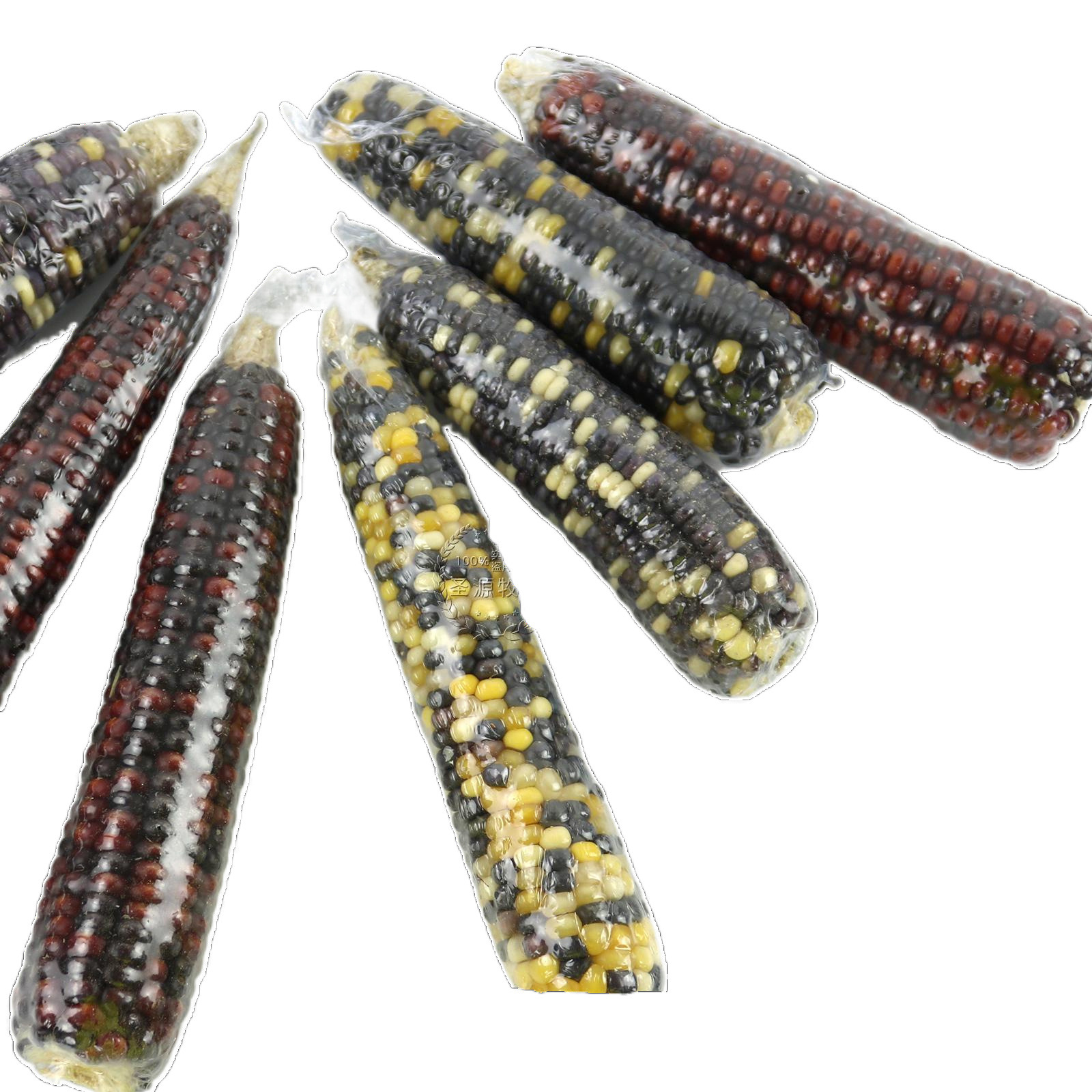 Hamster Teething Corn, Rabbit and Chinchilla Landscaping Teething Snacks, Golden Bear Teething Corn on the Cob Wholesale