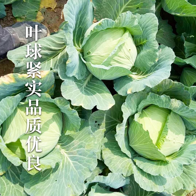 Jingfeng No. 1 Cabbage Seeds for Spring and Autumn Planting