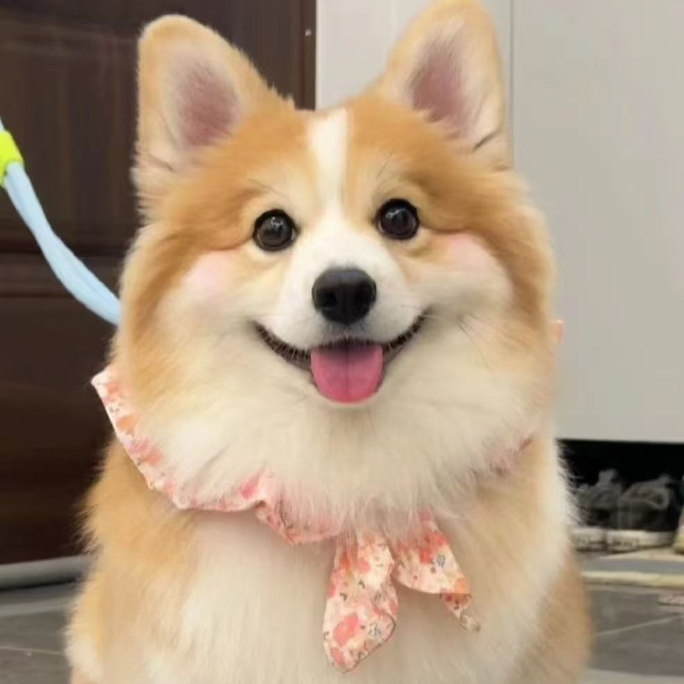 Purebred Corgi Puppy Corgi Living Small Corgi Puppy Living Thing Two-Color Corgi Three-Color Corgi Pet Dog