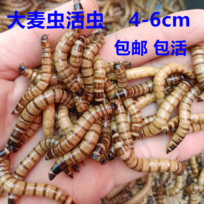 Живой белок из ячменного червя для аруан, окрашенной птицы, черепахи, ящерицы, дождевого червя, паука 1 котт 500г