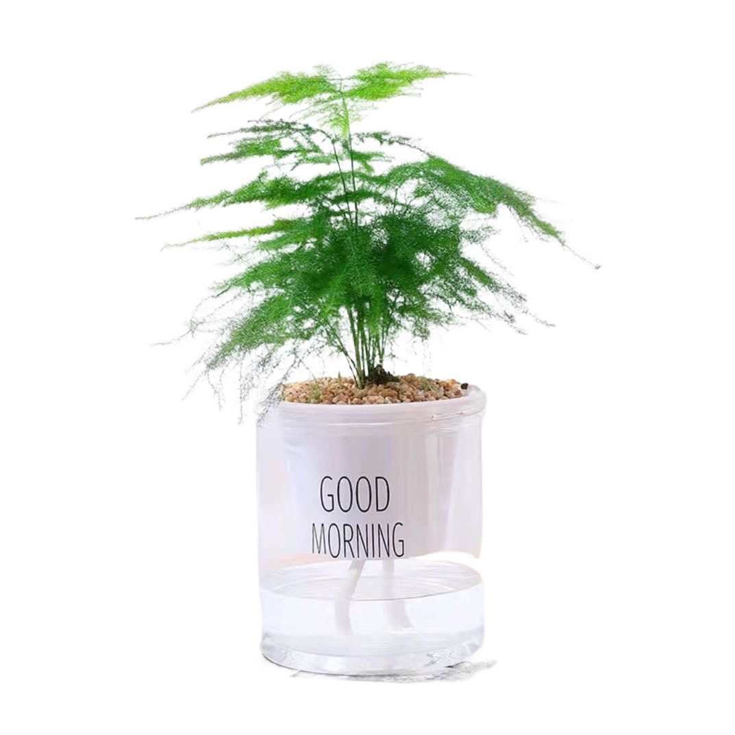 Green dill rich tree asparagus fleshy flower potted plant indoor mint rich bamboo hydroponic small green plant to feed well