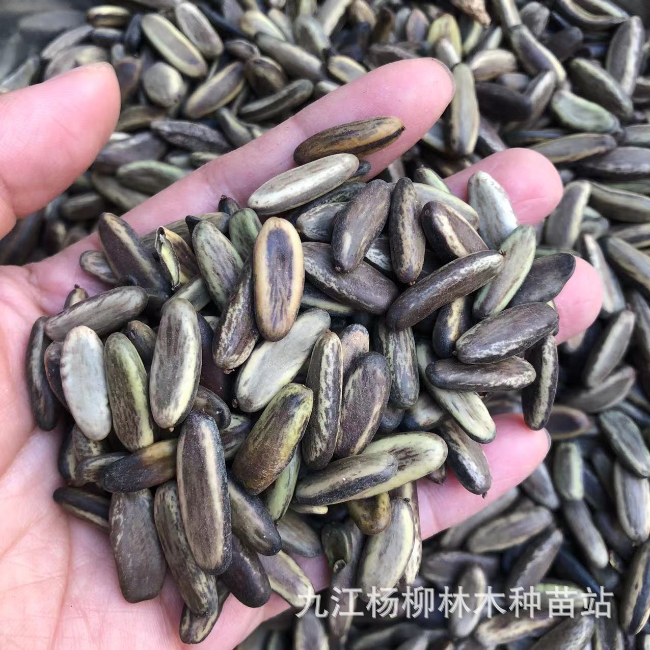 Оптовая продажа семян финикового дерева, новые семена