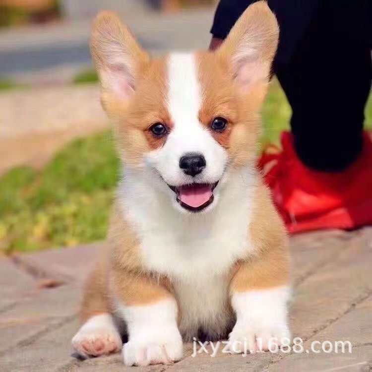Purebred Corgi Puppy Corgi Living Small Corgi Puppy Living Thing Two-Color Corgi Three-Color Corgi Pet Dog