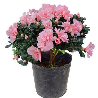 Саженцы азалии, цветущие круглый год, для балкона