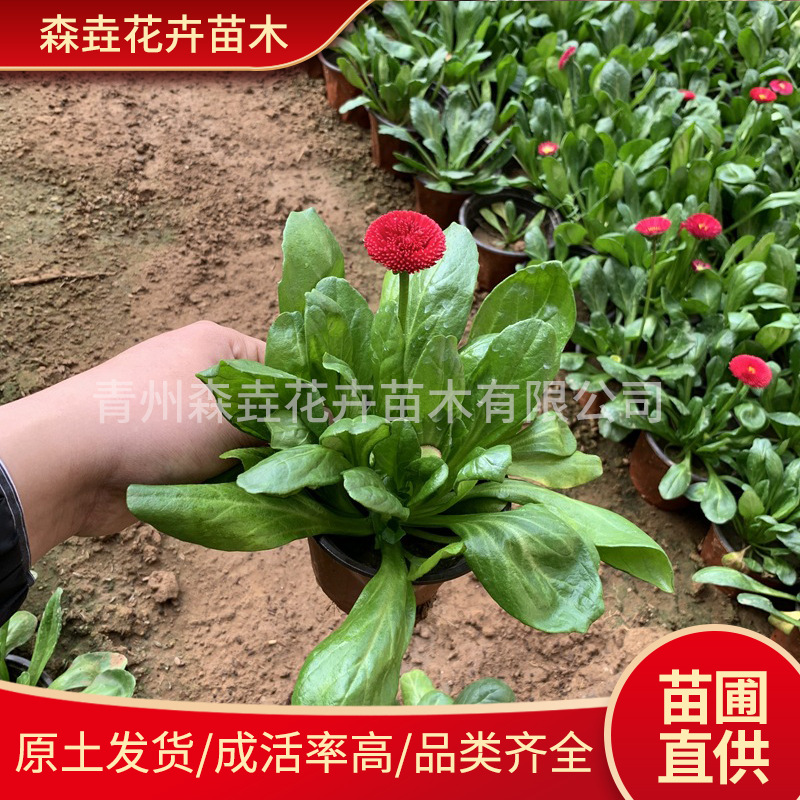 Рассада ромашки в горшке, декоративные цветы, комнатные и уличные, легкие в выращивании, растения ромашки для цветников