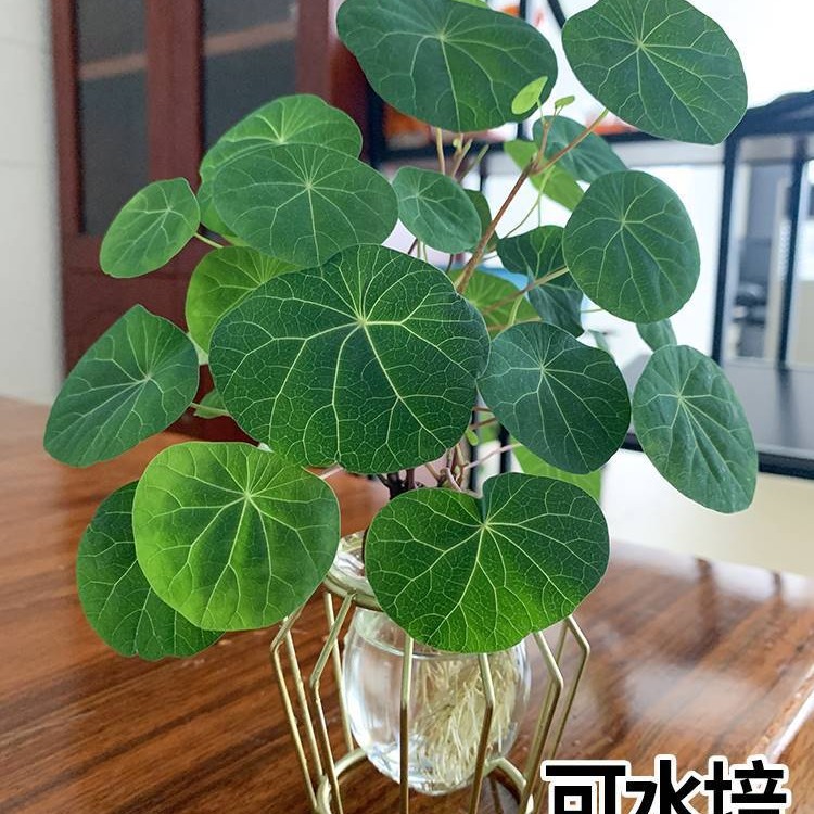Mountain Turtle Seed Ball Climbing Vine Plant Thousand Gold Vine Seed Ball Green Red Vine Gold Does Not Change Hydroponic Soil Culture Germination Alpine Turtle